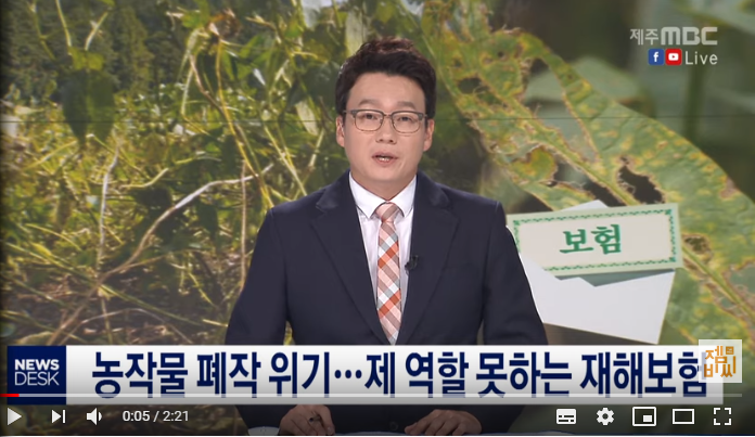 농작물 폐작위기…제역할 못 하는 재해보험/ 제주MBC 농작물 폐작위기…제역할 못 하는 재해보험/ 제주MBC