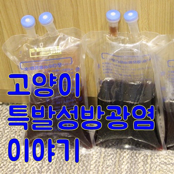  고양이 특발성 방광염 이야기 [명지오션시티 해옴동물병원/명지 국제신도시 동물병원/신호동동물병원/부산 강서구 동물병원/하단동물병원/신평동물병원]