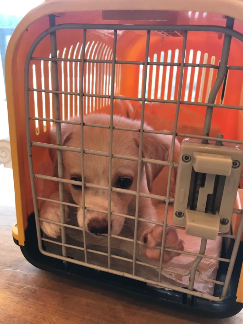 시돌이 첫 병원가는 날 : 네이버 블로그, image size:800x1067