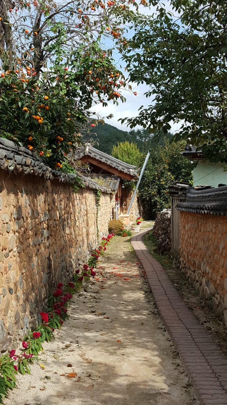 산청 / 한국에서 가장 아름다운 마을 1호 남사 예담촌 다녀오다