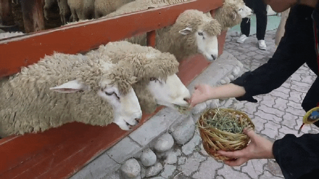  대관령 양떼목장 - 당일치기 패키지로 목격한 양들의 천국 !