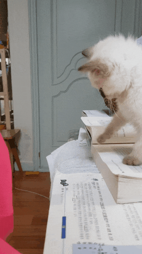  샴고양이 아기고양이 강아지 합사일기 1주차  강아지 중성화수술