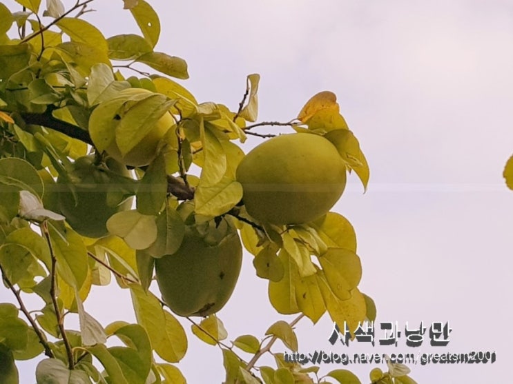  모과 나무 아래서
