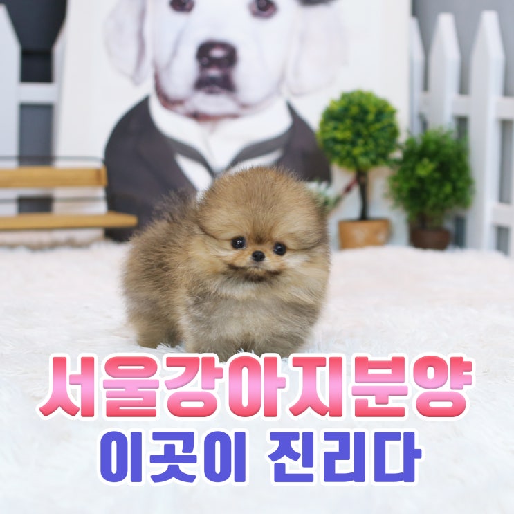 서울강아지분양 이곳이 진리다 서울강아지분양 이곳이 진리다