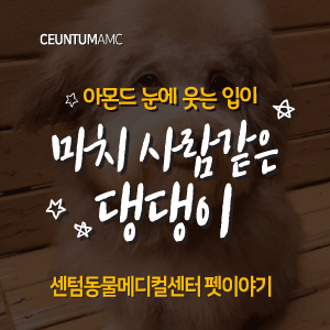  [동물뉴스]아몬드 눈에 웃는 입이 마치 사람같은 댕댕이(부산분과전문동물병원, 365일연중무휴)