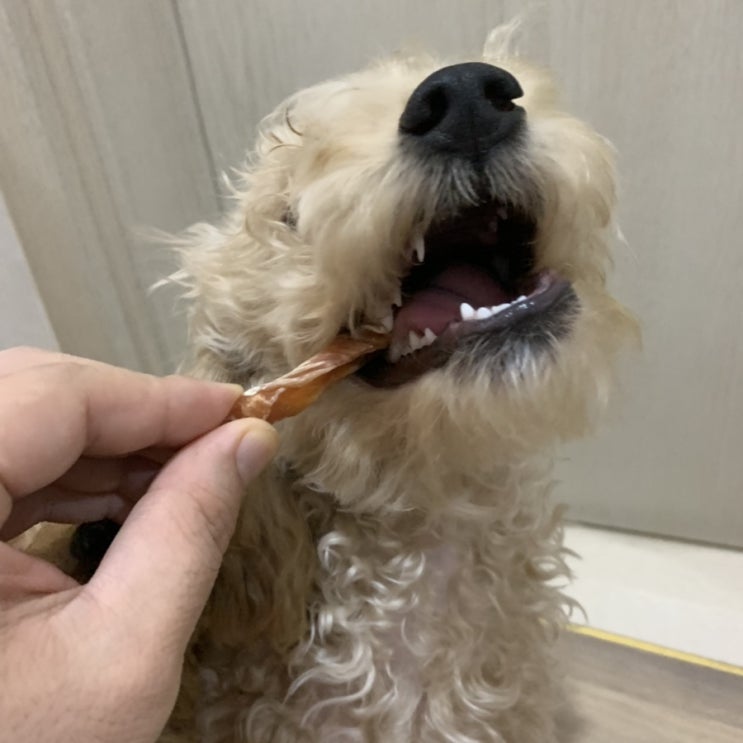  강아지수제간식쇼핑몰 댕댕이들이 좋아하는 내꾸 반려동물 개간식