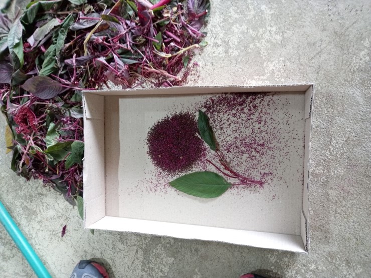  아마란스 수확....그리고 뱀...   (공주 세종의 함께 쓰는 목공방 동아리 일기)