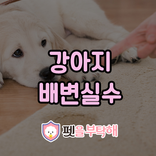 강아지 배변실수가 생기는 이유 5가지