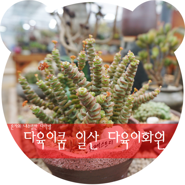  일산다육이  '다육이 쿰' 에서 공기정화식물 쇼핑하기