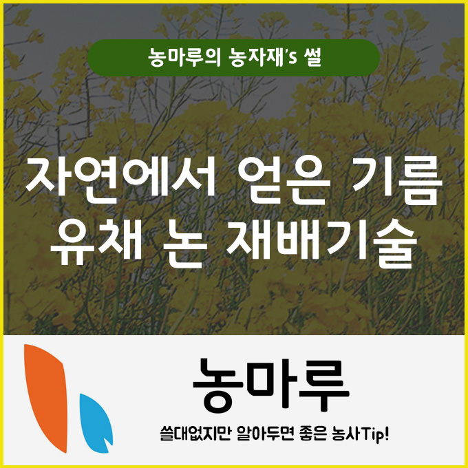  자연에서 얻은 기름 - 유채 논 재배기술