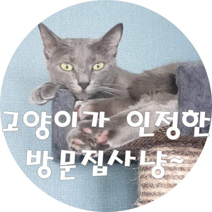 고양이 방문펫시터 러시안블루를 만났죠 고양이 방문펫시터 러시안블루를 만났죠