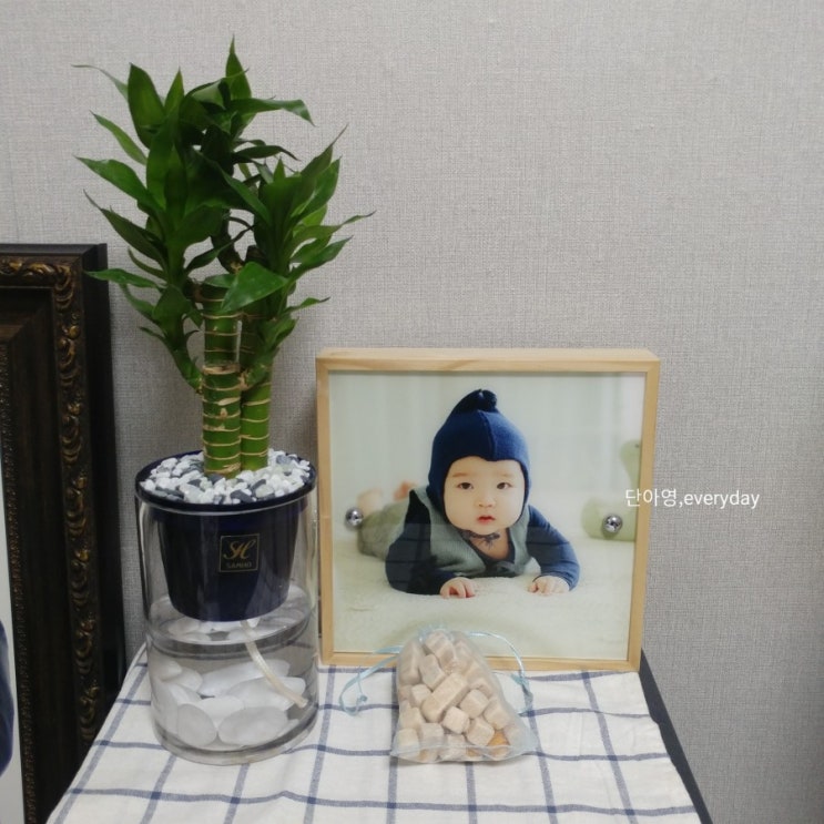  실내공기정화식물 BLUMBLUM 심지화분으로 쉽게 화분 키우기