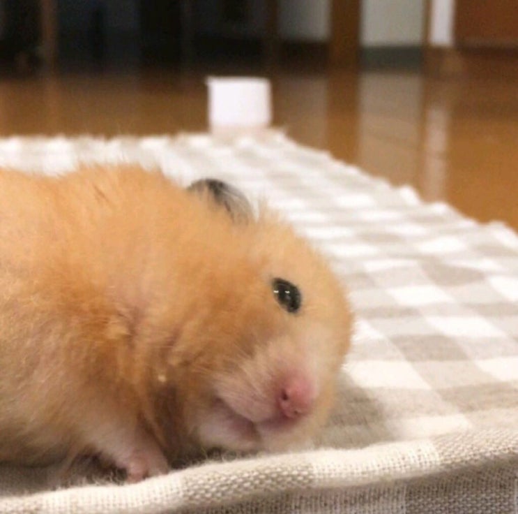  [몬스타엑스] 그게 되나 적당히 좋아하는게..