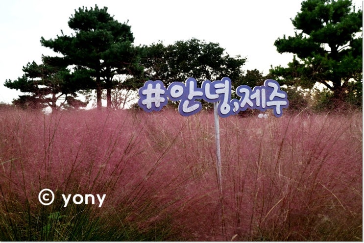  제주축제 휴애리 핑크뮬리축제 솔직후기
