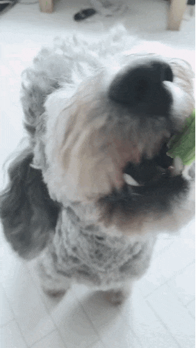 강아지 간식 네추럴코어 하루유산균 덴탈츄