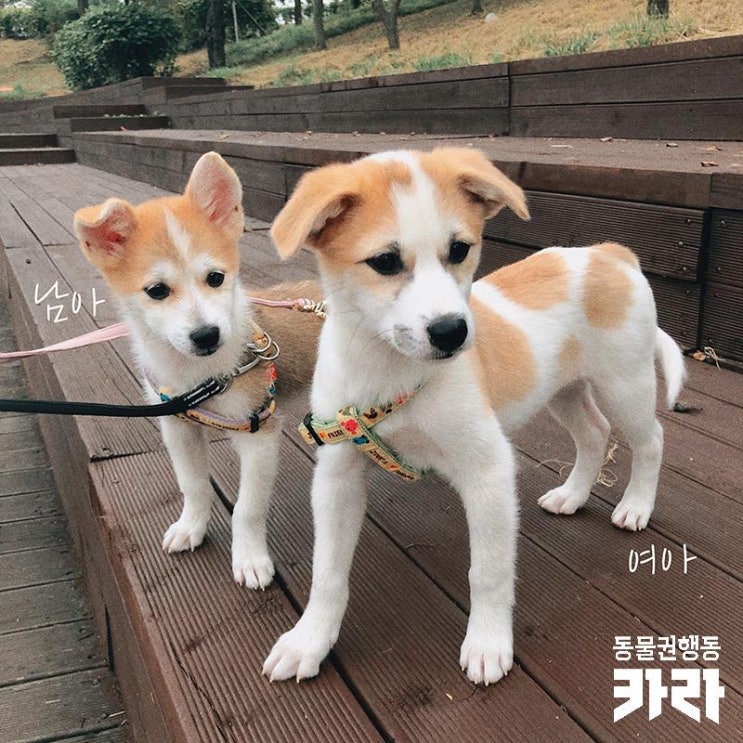 [개인구조] 남매_애교쟁이 남매 가족이 되어주세요.