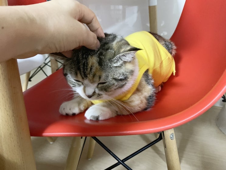  막내 고양이 중성화수술 했어요~(데본렉스,먼치킨)