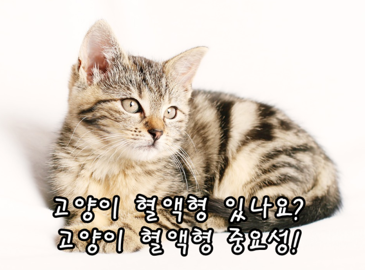  고양이 혈액형 있나요? 고양이 혈액형 중요성!