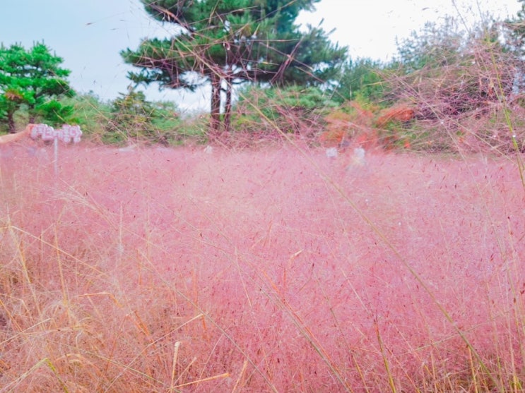  아이와 함께 가을제주여행코스: 쇠소깍,휴애리,사려니숲길