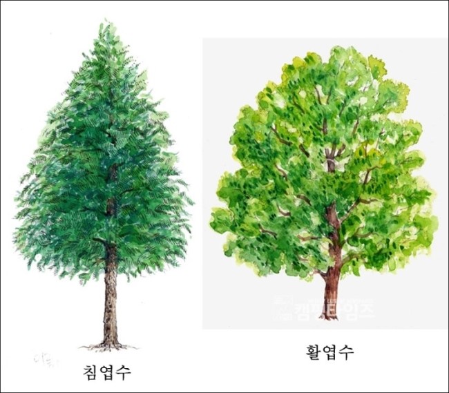 나무의 종류
