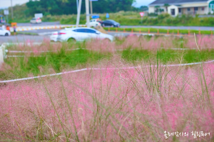  제주 카트체험도 하고 제주도 핑크뮬리까지!!