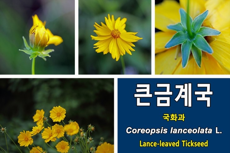 큰금계국[Coreppsis lanceolata](3)꽃에 관하여...국화과 여러해살이풀 귀화식물