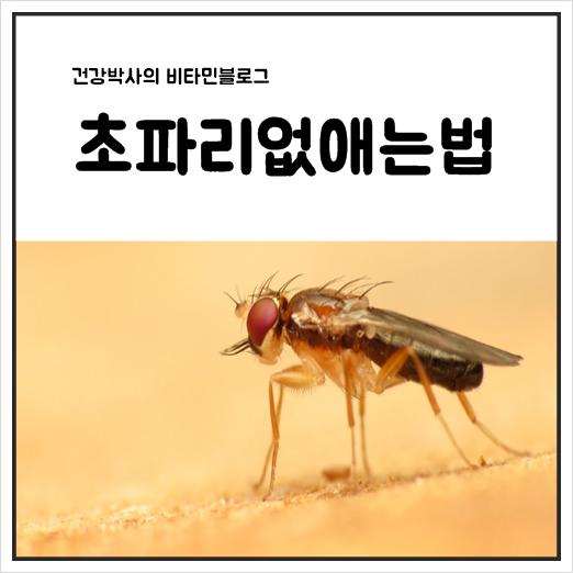  초파리없애는법 덫을 활용하자!