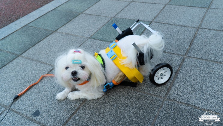 장애 반려견들의 한줄기 희망~ 강아지 휠체어 사용기!
