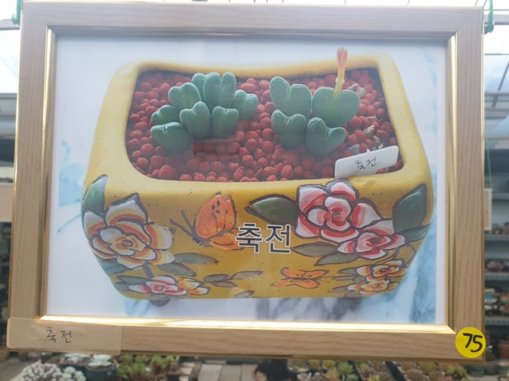  다육이 사진 전시회 출품...