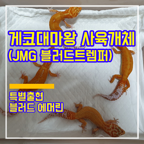  [사육개체]게코대마왕 사육개체 <JMG블러드트램퍼> 간단소개!! (feat. 블러드에머린)