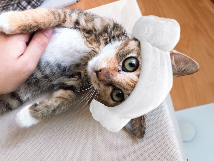  [고양이 임보일기] 쟁이가 집사님을 기다립니다.(입양가능)