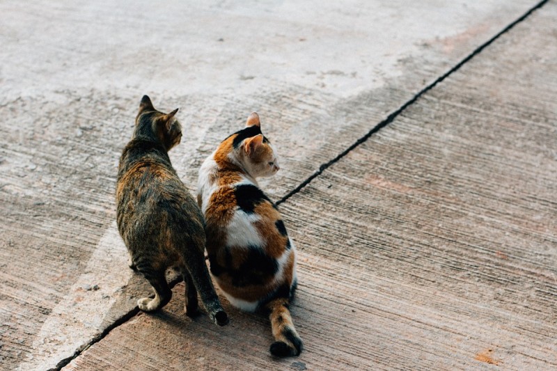 길고양이 친해지기 방법, 그리고 주의사항 : 네이버 블로그