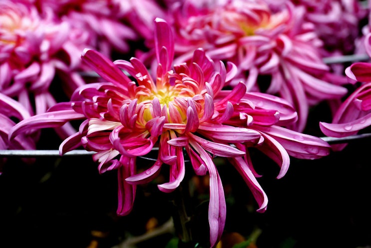  한로 속 가을날
