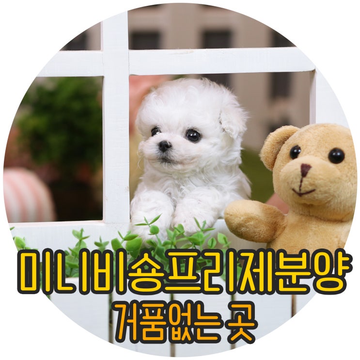  미니비숑프리제분양 거품없는 곳