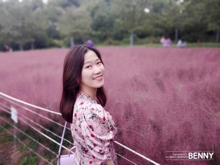  올림픽공원 코스모스 핑크뮬리 위치 알려드릴게염