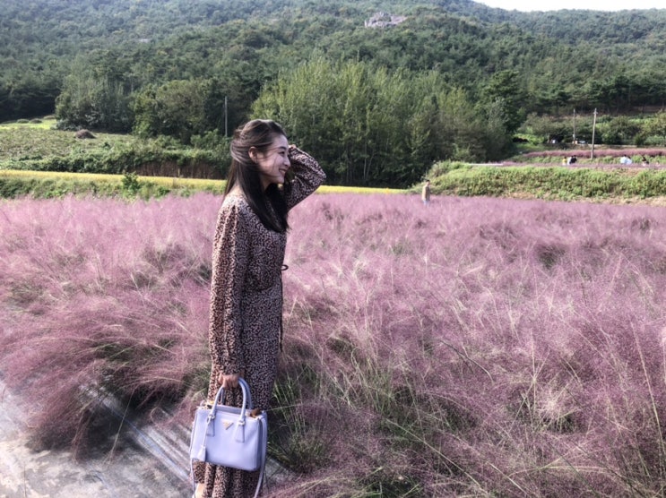 광주 근교 여행 코스 추천 / 광주 근교 가볼만한 곳 / 선운사 / 꽃객프로젝트 핑크뮬리 / 학원관광농원고창청보리밭 / 백수해안도로 / 고창가볼만한곳