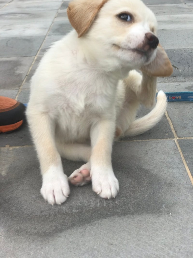 이거 보더 콜리 믹스 맞아? : r/BorderCollie, image size:800x1067