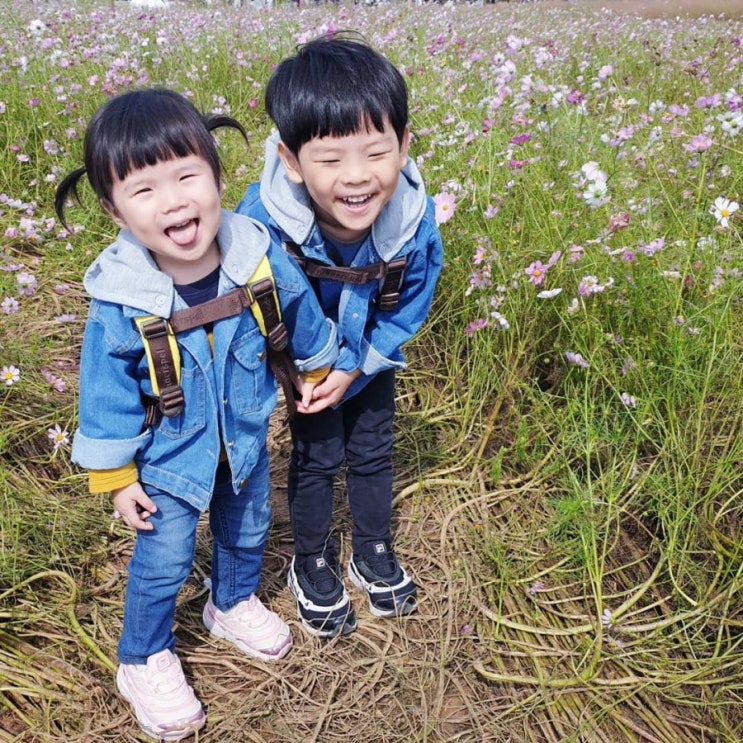  안성팜랜드 코스모스 핑크뮬리 보고왔어요