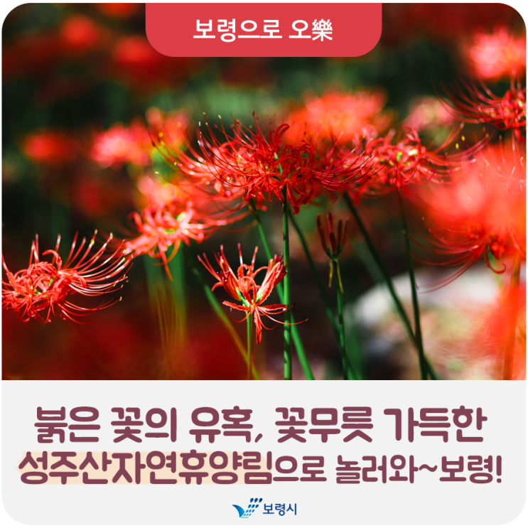 붉은 꽃의 유혹, 꽃무릇 가득한 성주산 자연휴양림 놀러와~보령!