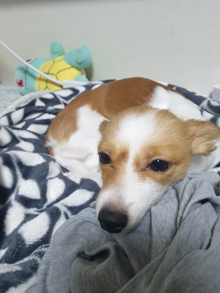 강아지빈혈 강아지가밥을안먹어요 기운이없어요 빈혈에 좋은음식 병원은 필수!!! 강아지빈혈 강아지가밥을안먹어요 기운이없어요 빈혈에 좋은음식 병원은 필수!!!