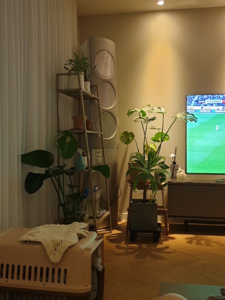  식물 일기, 집에 들어가자 식물이들아