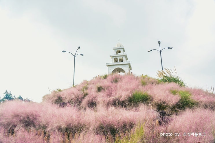  제주도 핑크뮬리는 제주 허브동산에서 꼭꼭 !!