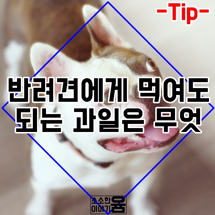 강아지가 먹어도 되는 과일 알아봅시다 강아지가 먹어도 되는 과일 알아봅시다