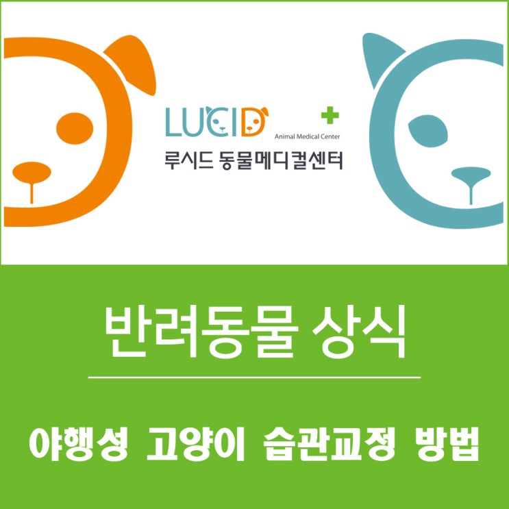 24시간 강북구 동물병원 : 야행성 고양이 습관 교정 방법