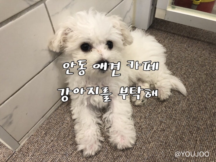  [강아지를부탁해] 미용과 호텔까지 겸업하는 안동 애견 카페