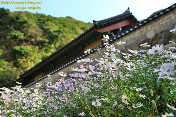  가을에 가볼만한곳 천안 만일사 구절초 활짝!