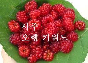  사주 ) 오행 키워드 목 화 토 금 수 사주풀이해석의 완전초보 공부이야기 !