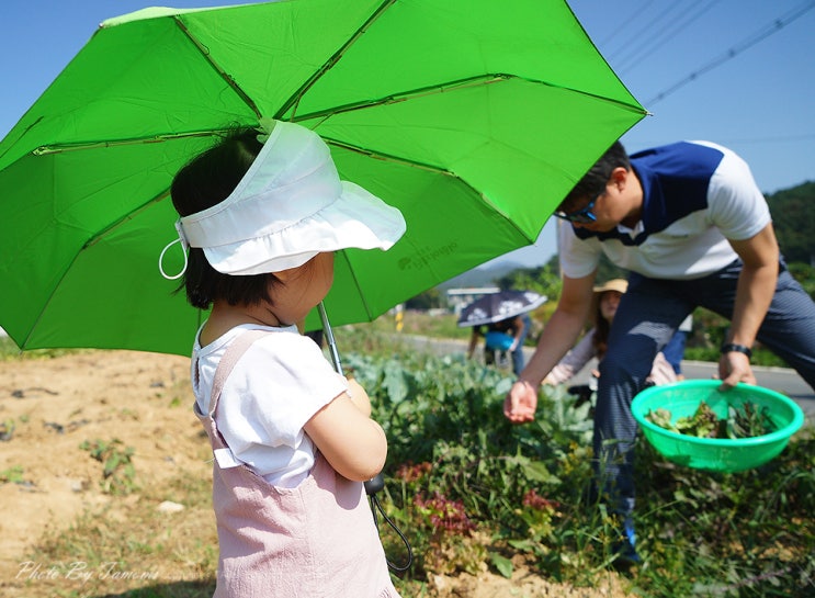  서울근교 당일치기 경기도 농촌체험마을 천생연분마을에서 고구마캐기
