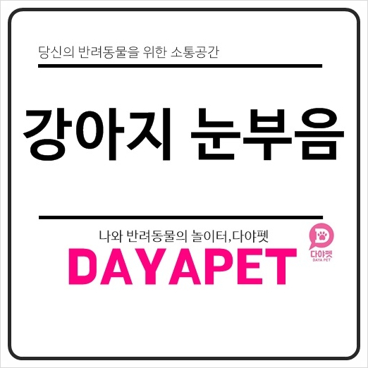 강아지 눈부음 원인과 예방법 알아보기 강아지 눈부음 원인과 예방법 알아보기