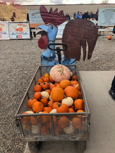  Pumpkin Patch